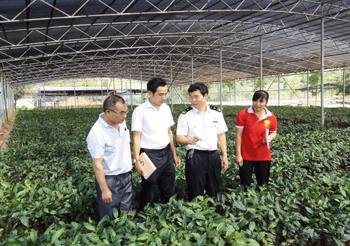 六堡茶企業出口備案數再創新高