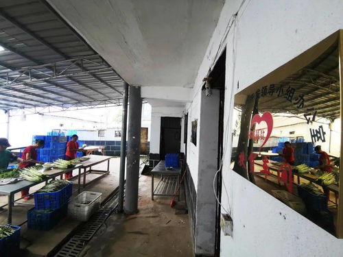 新建一個脫貧村的振興之路